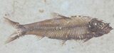 Knightia Fossil Fish - In Display Case #63861-2